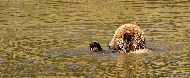 brown bear cub taking a bath on body of water during daytime thumbnail