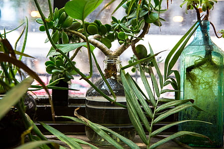 plant on glass bottle thumbnail