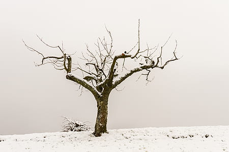 snow-covered wilted tree thumbnail