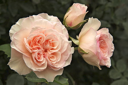 pink rose thumbnail