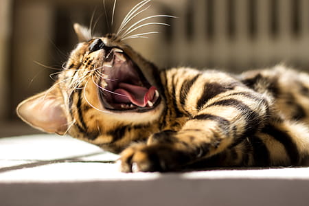 Shallow Focus of Yawning Cat thumbnail
