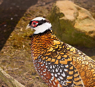brown and black bird thumbnail