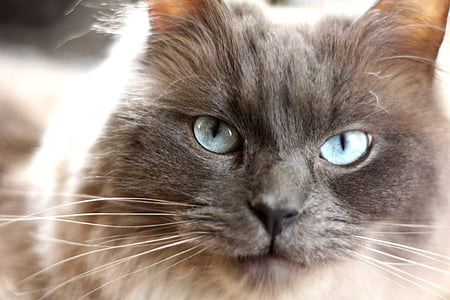 close-up photo of grey and beige cat thumbnail