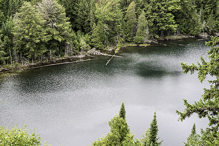 Close up of Jack Lake at Algonquin Provincial Park, Ontario thumbnail