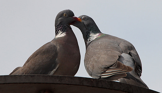 two gray pigeons perched on gray surface at daytime thumbnail