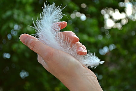 person holding white feather thumbnail