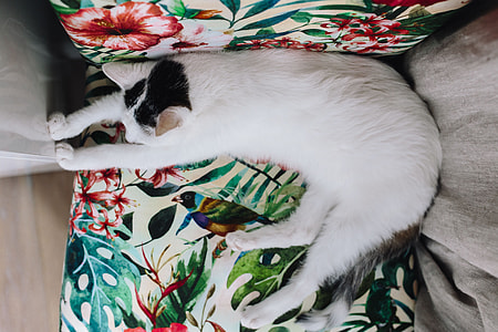 Essential element to support a wall unit - the cat thumbnail
