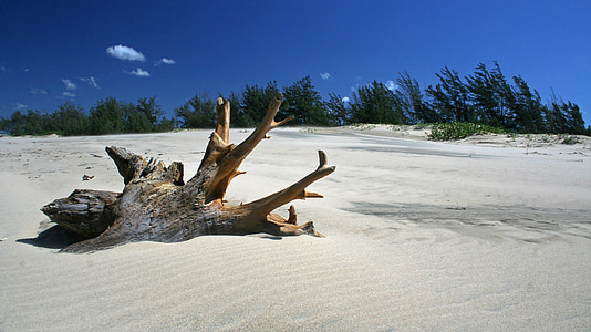 tree trunk on sand during daytime thumbnail