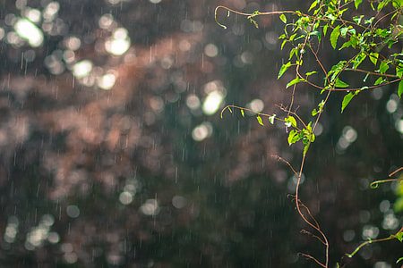 bokeh photography of green leafed plant thumbnail