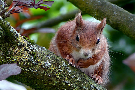 selective focus photo of squirrel on tree branch thumbnail