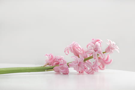 pink hyacinth flower thumbnail