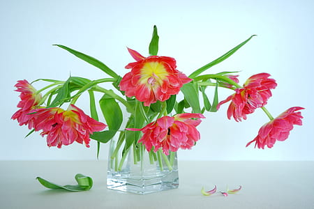 red petaled flowers with vase on white surface thumbnail