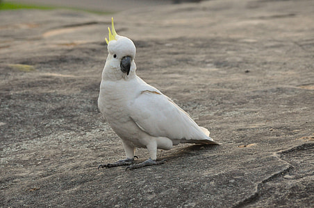 white bird with green head feather short beak bird on concrete table thumbnail