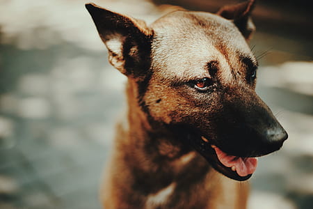 shallow focus photo of a dog thumbnail