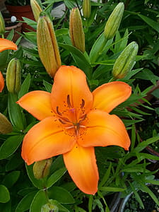 An Orange Colored Lily Flower. thumbnail