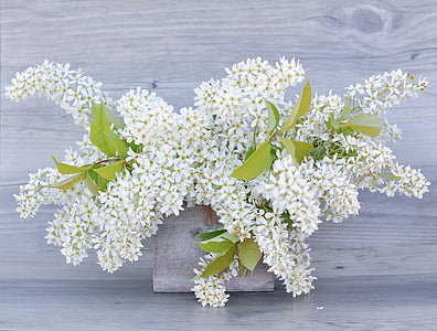 white petaled flowers thumbnail