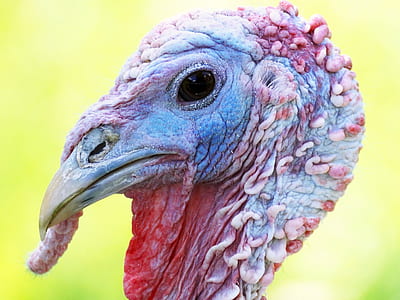 photo of red and blue turkey thumbnail