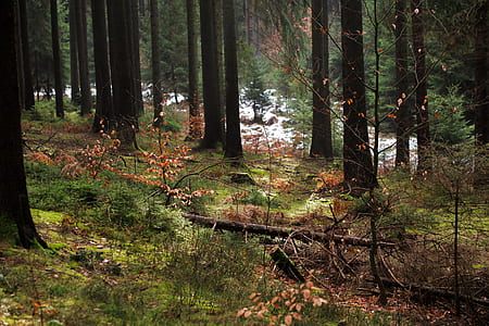tree trunk on groudn thumbnail