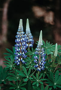 selective focus photo of blue petaled flower buds thumbnail