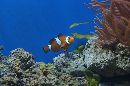 photo of clown fish thumbnail