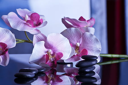 pink moth orchid flowers thumbnail