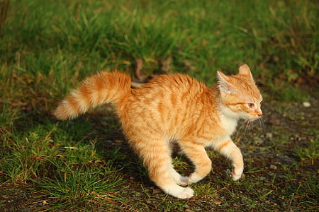 orange and white tabby cat on green grass thumbnail