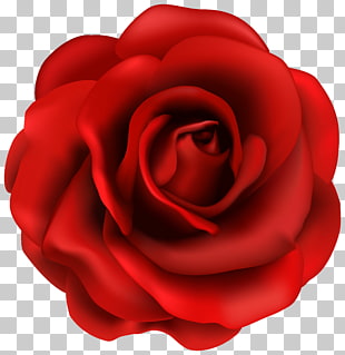 Rose Flower , Red Rose Flower , red rose illustration PNG clipart