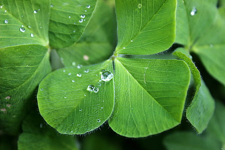 shallow focus photo of green leaves thumbnail