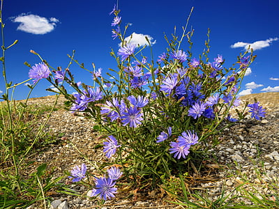 purple petaled flower blooming at daytime thumbnail
