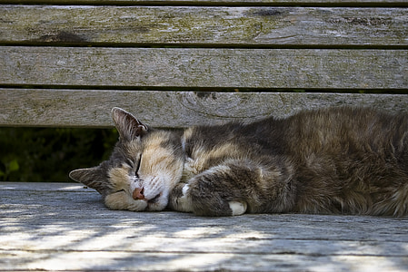 sleeping cat laying on gray wooden bench during daytime thumbnail