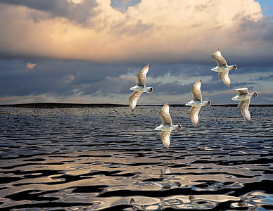 five bird flying in mid air painting thumbnail