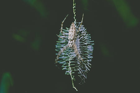 brown spider on web thumbnail
