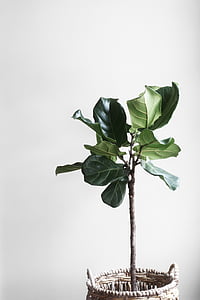 green leaf plant in brown wicker pot thumbnail