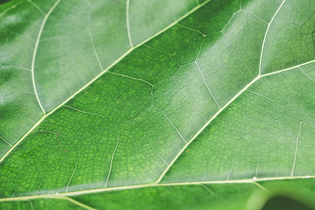 Green Leaf Structure Background Close Up thumbnail