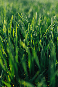 Close-ups of green grass thumbnail