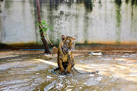 chained-up black and orange tiger thumbnail
