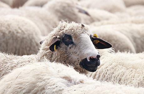 white sheep closeup photography thumbnail