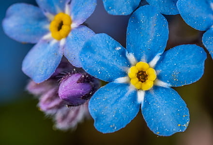 Selective Focus Photography of Blue and Yellow Flowers thumbnail