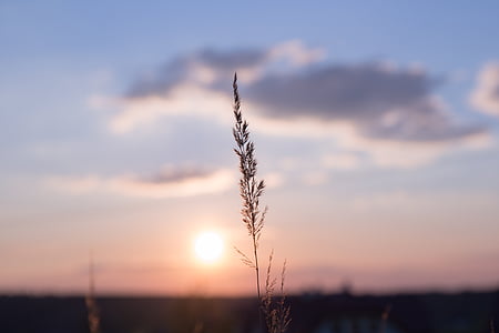 selective focus photography of grass thumbnail