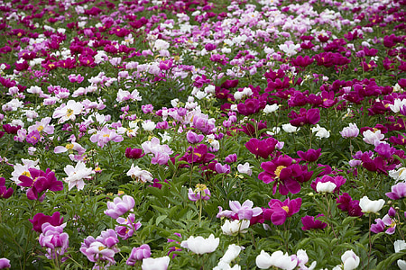 purple flower field thumbnail