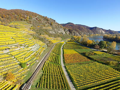 aerial photography of flower field during daytime thumbnail