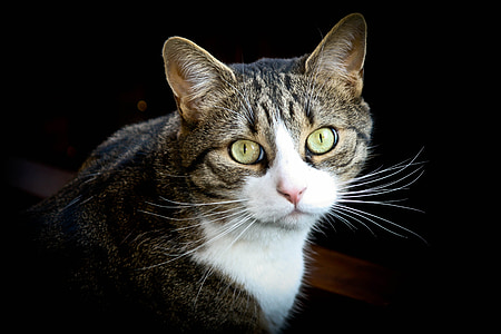 silver tabby cat thumbnail