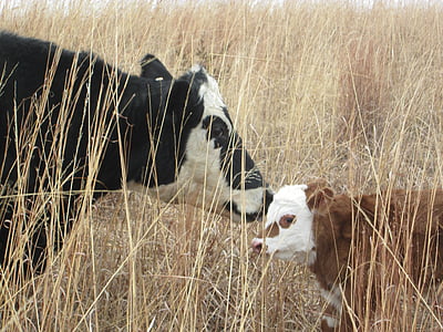 two cows kissing near grass thumbnail