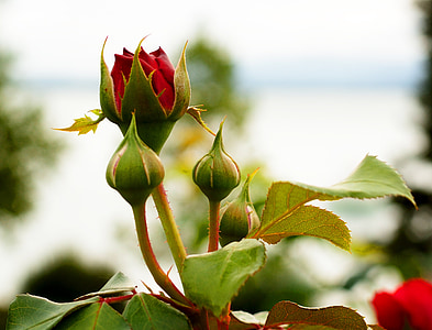 red rose bud in shallow focus shot thumbnail