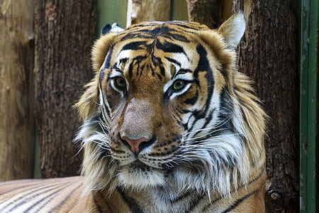 Animal Photography of Orange and Reddish Tiger thumbnail