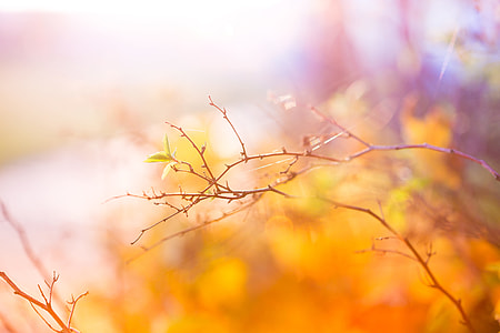 Abstract Colors of Autumn thumbnail
