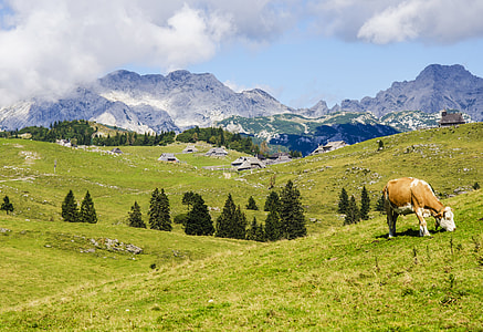 brown and white dairy cow grazing on green grass hills thumbnail