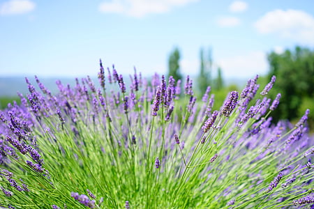 purple petaled flowers thumbnail