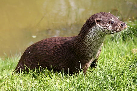 honey badger on lawn thumbnail
