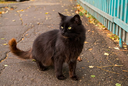 tortoiseshell Persian cat on asphalt road thumbnail
